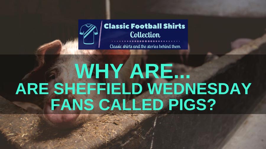 Why Are Sheffield Wednesday Fans Called Pigs? (Revealed)