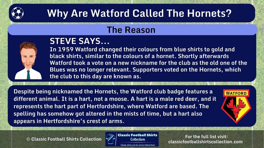 INFOGRAPHIC Explaining Why Are Watford Called the Hornets